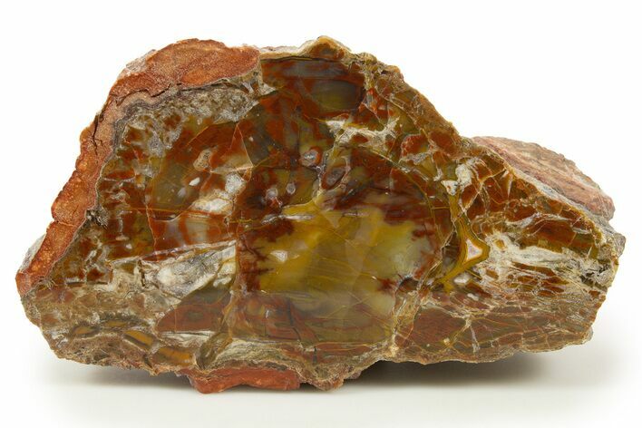 Polished Yellow Cat Jasper Replaced Petrified Wood - Utah #322651